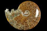 Polished Ammonite (Cleoniceras) Fossil - Madagascar #158253-1